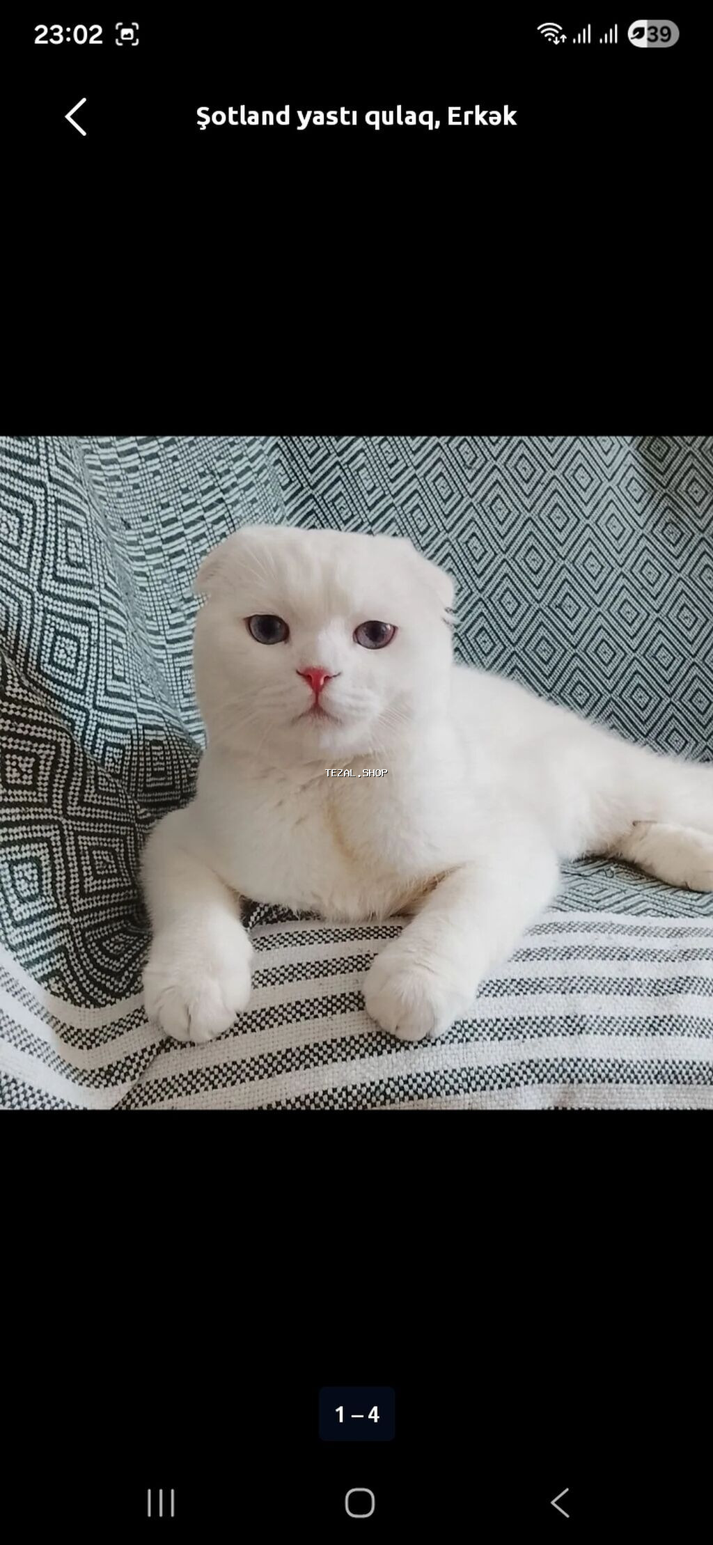 Şotland yastı qulaq, Erkək, Cütləşmə üçün