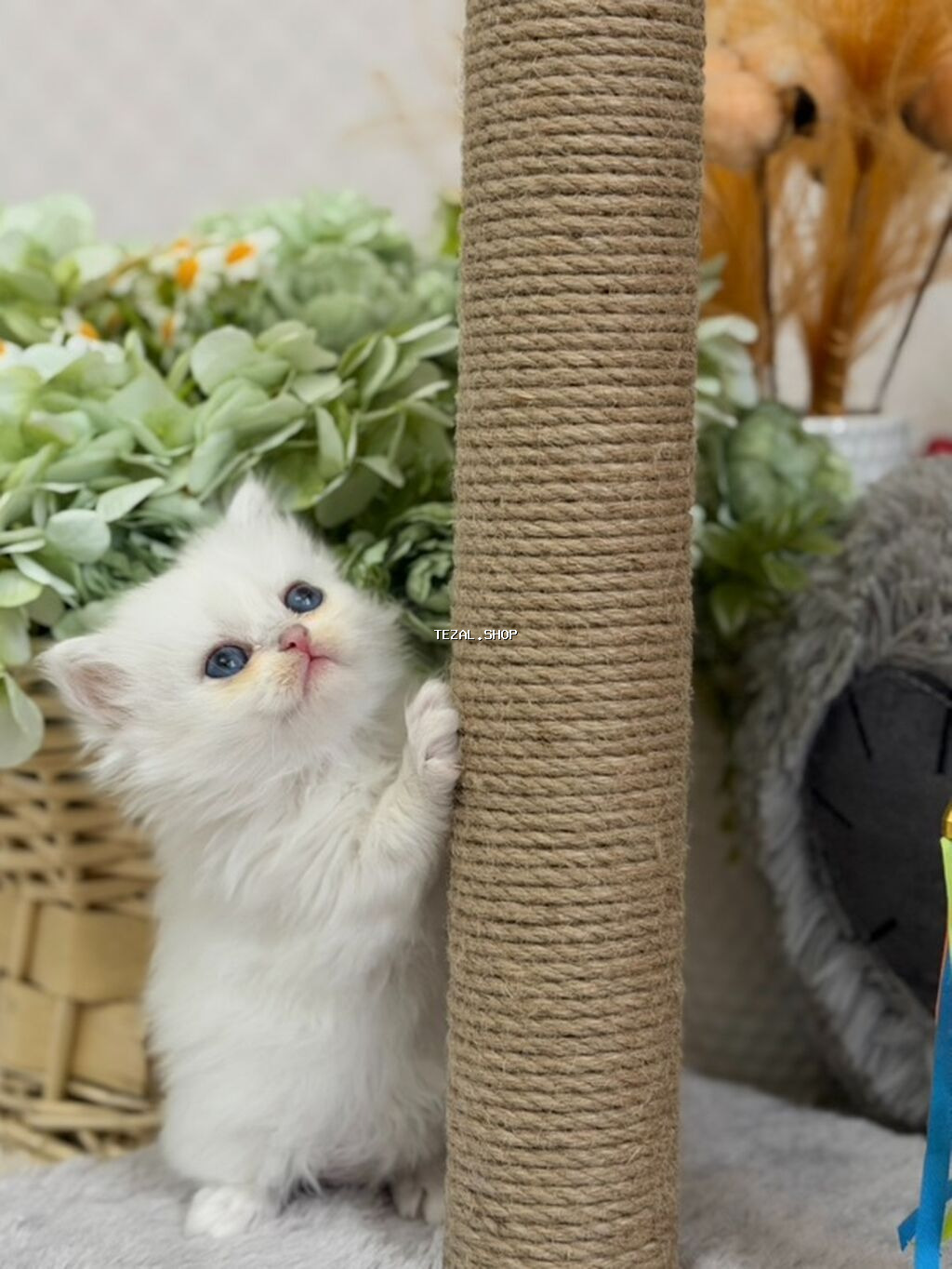 Colorpoint chinchilla erkek