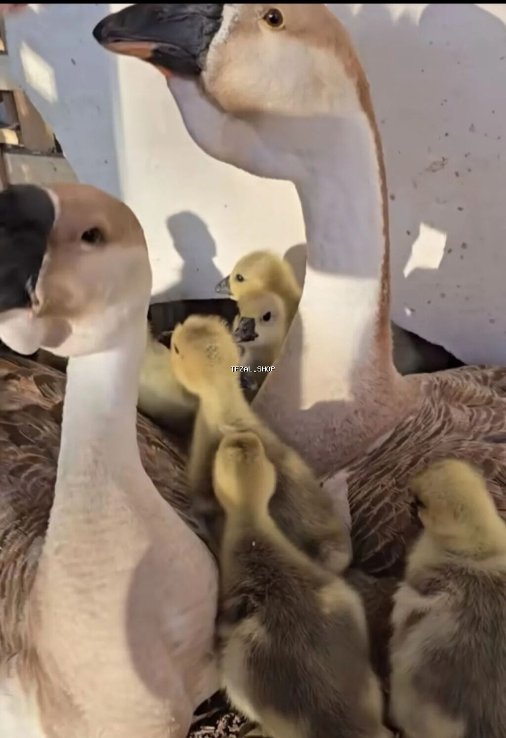 Satılır: Çin (Afrika) qazı – damazlıq sürü, balaları və yumurtaları -