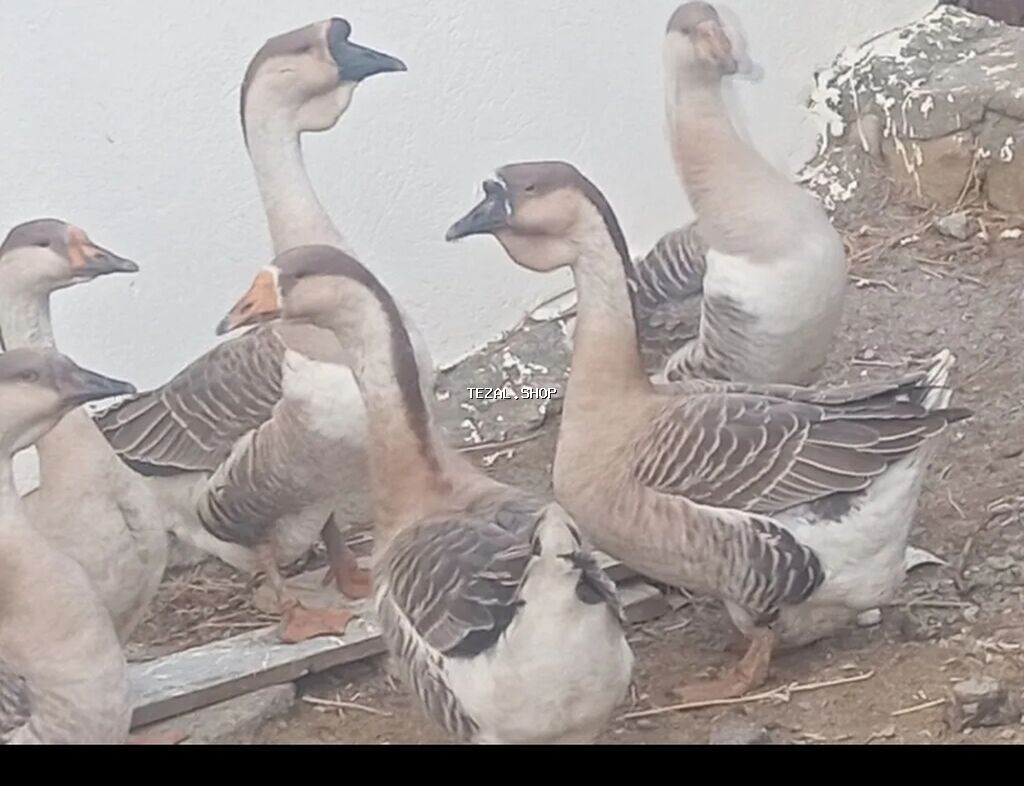 Satılır: Çin (Afrika) qazı – damazlıq sürü, balaları və yumurtaları - - şəkil 2