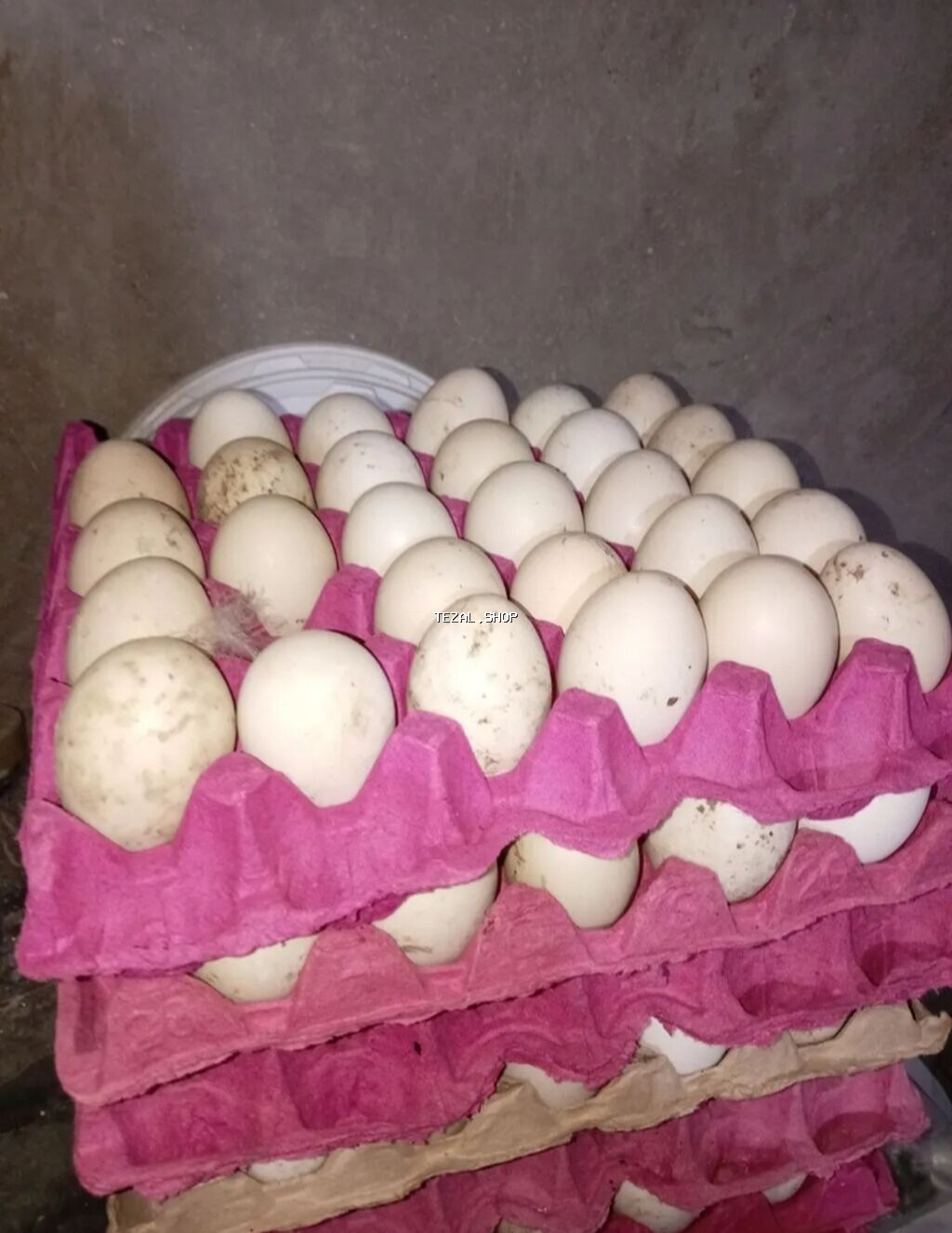 Satılır: Çin (Afrika) qazı – damazlıq sürü, balaları və yumurtaları - - şəkil 3