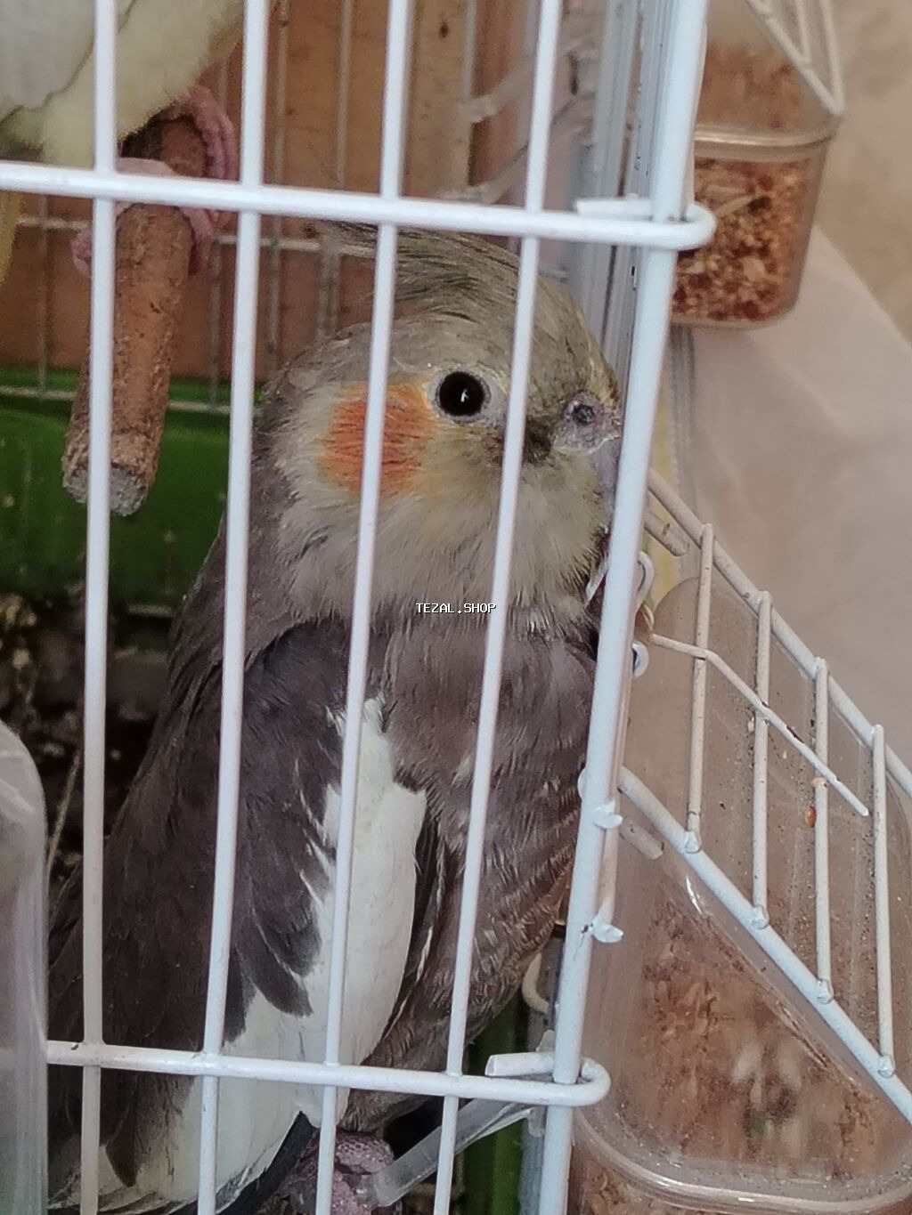 Tutu quşu 3 ədəd 2 ərkəy 1 dişi 2 ədəd yumurtası var vitamin dərmanı - şəkil 2