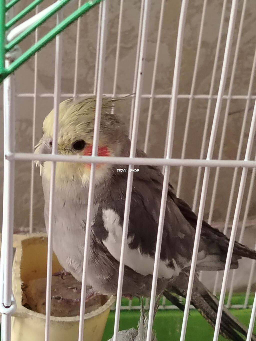 Tutu quşu 3 ədəd 2 ərkəy 1 dişi 2 ədəd yumurtası var vitamin dərmanı - şəkil 3