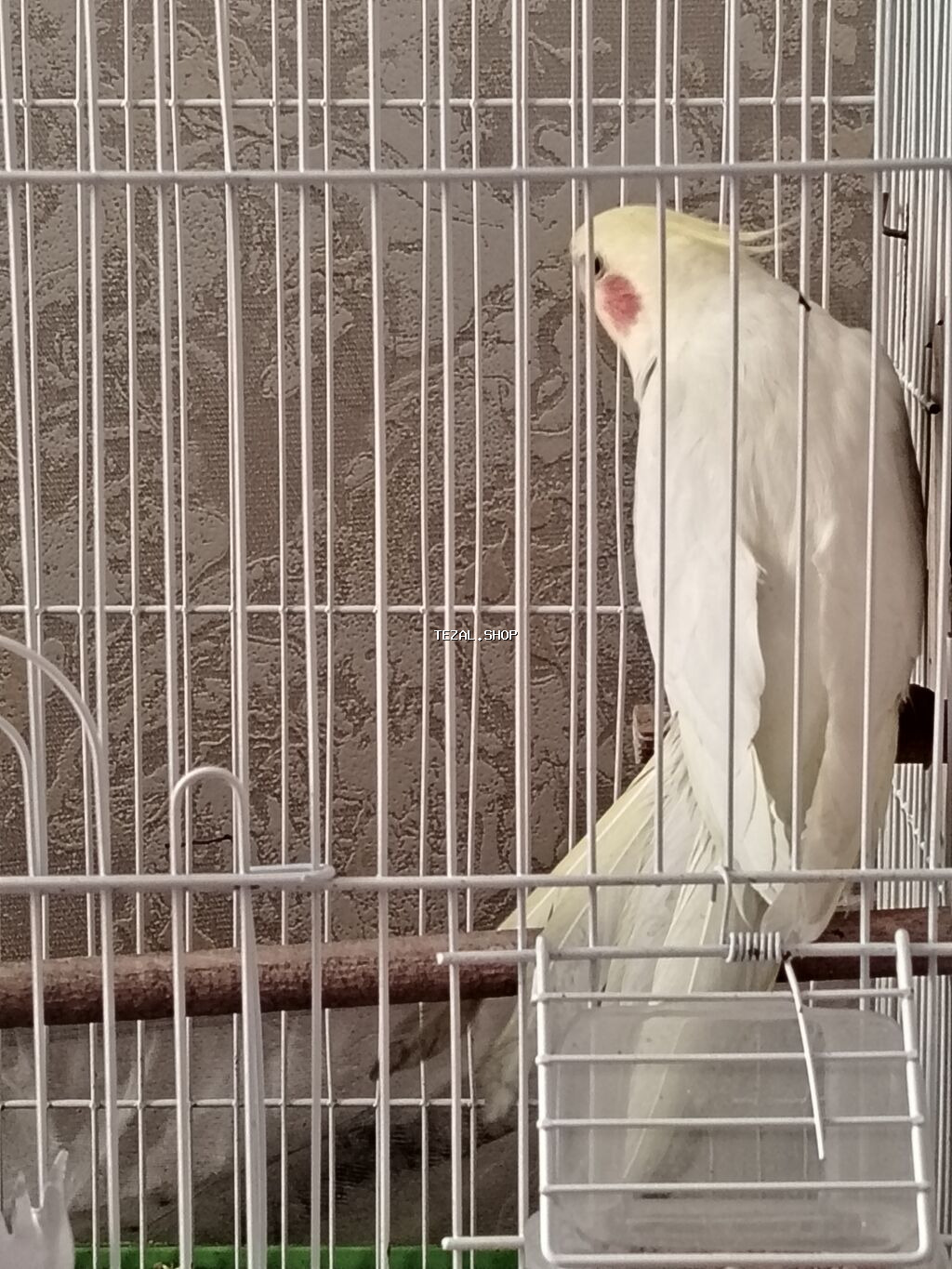 Tutu quşu 3 ədəd 2 ərkəy 1 dişi 2 ədəd yumurtası var vitamin dərmanı - şəkil 4