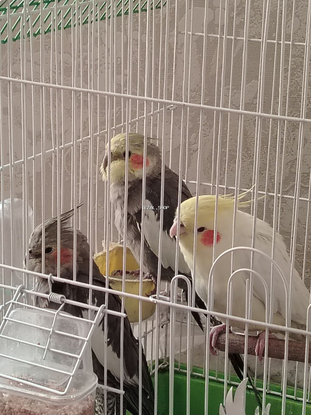 Tutu quşu 3 ədəd 2 ərkəy 1 dişi 2 ədəd yumurtası var vitamin dərmanı - şəkil 5