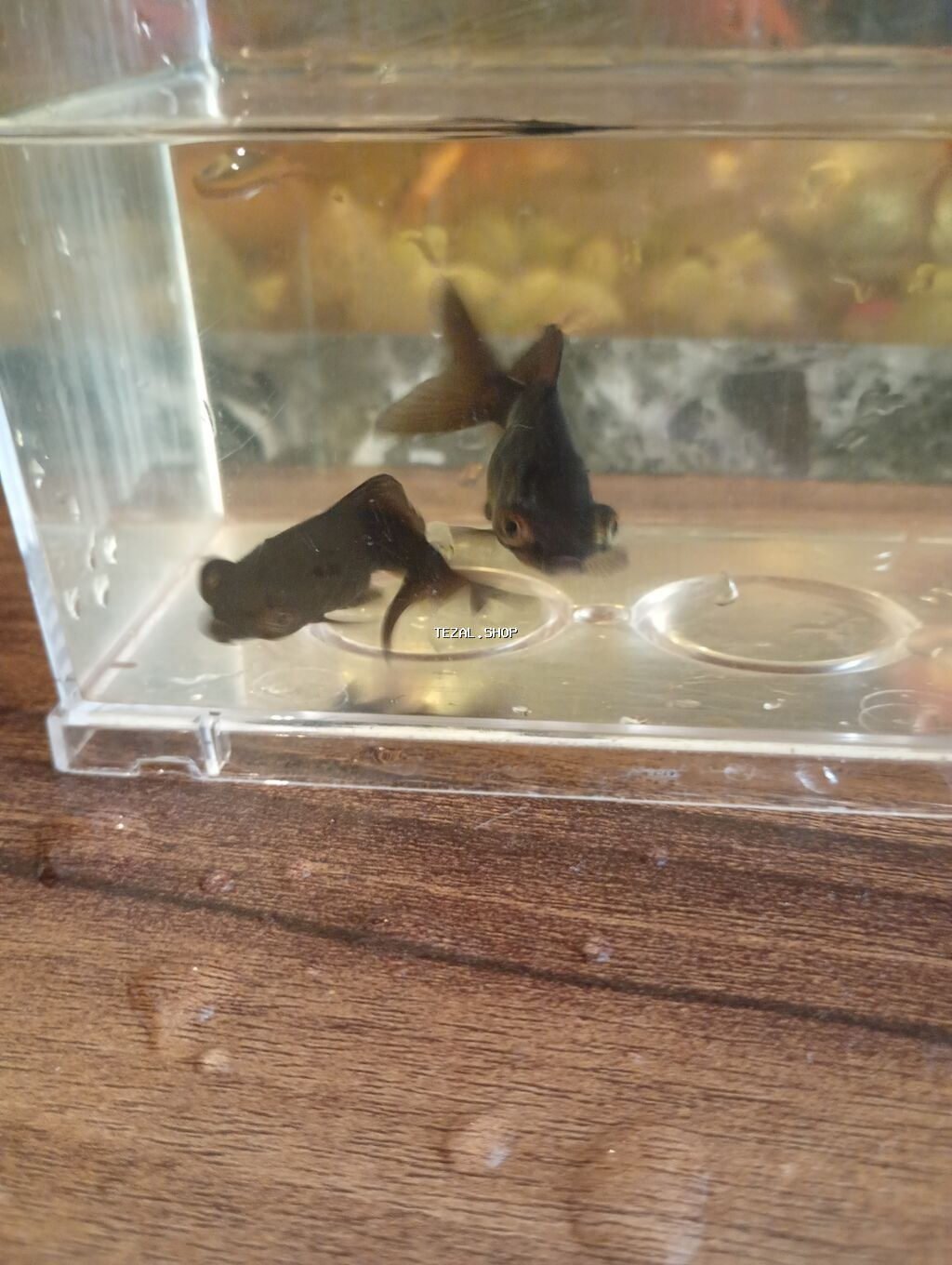 Teleskop balığı, Sülhsevər