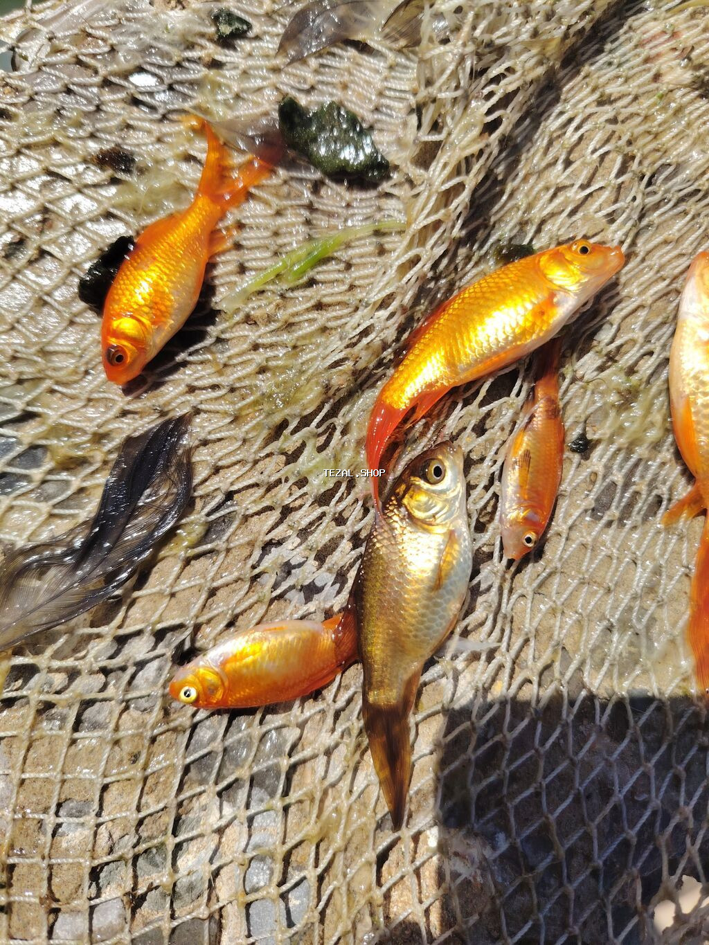 Qızıl balıq, Sülhsevər, Ünvandan götürmə