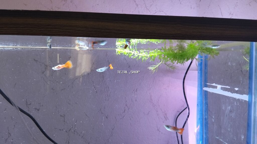 Quppi, Sülhsevər, Ünvandan götürmə