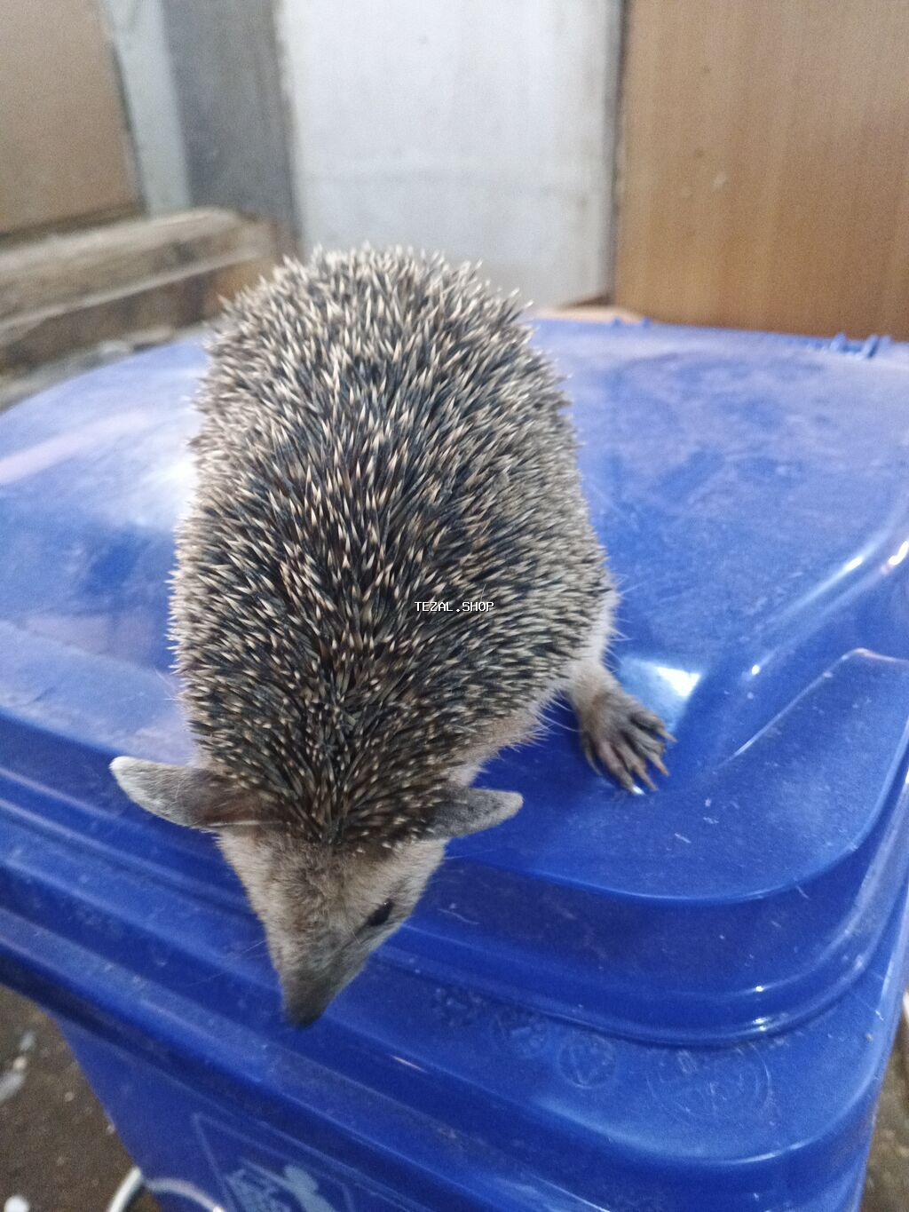 Kirpilerimiz var satışda ünvan Sabunçu bazarı - şəkil 2