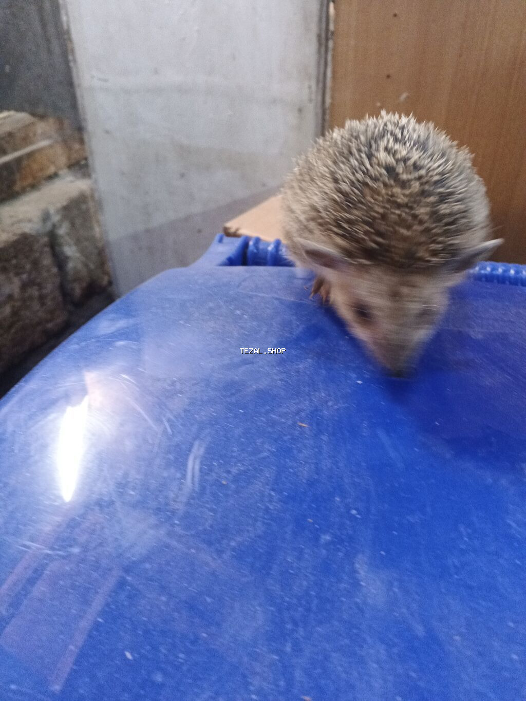 Kirpilerimiz var satışda ünvan Sabunçu bazarı - şəkil 3