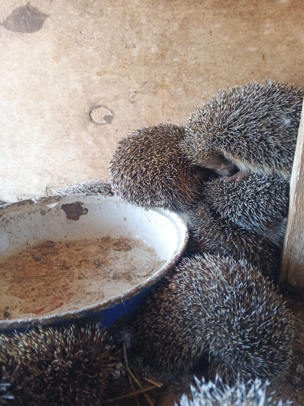 Kirpilerimiz var satışda ünvan Sabunçu bazarı - şəkil 4