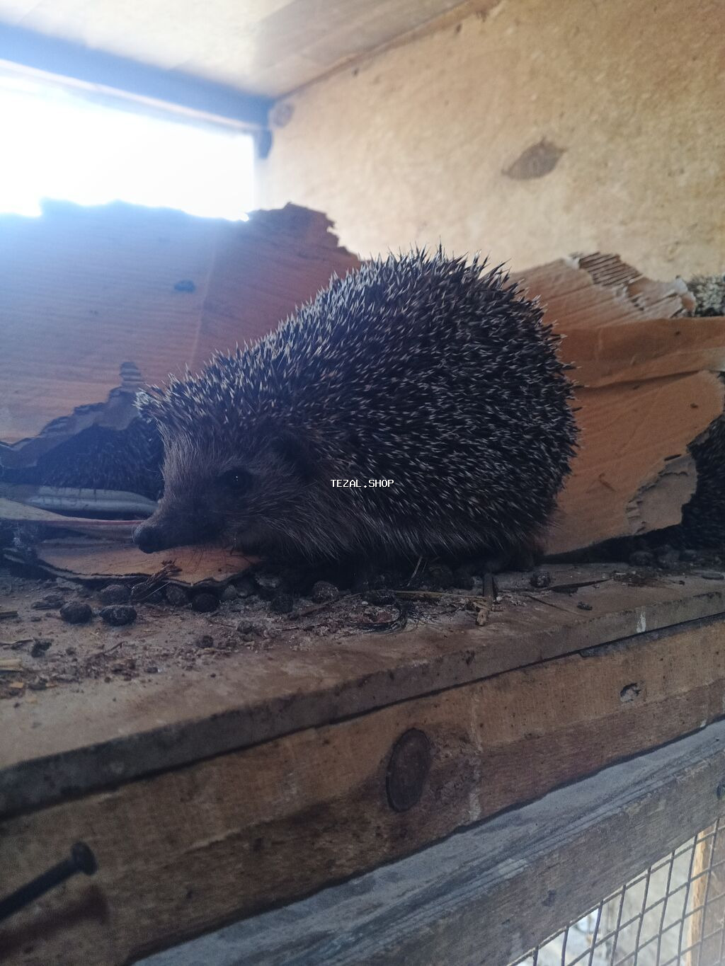 Kirpilerimiz var satışda ünvan Sabunçu bazarı - şəkil 5