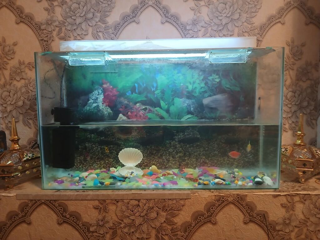 Ra. Akvarium 55 azn satilir‼️unvan bine kod1808 sekine