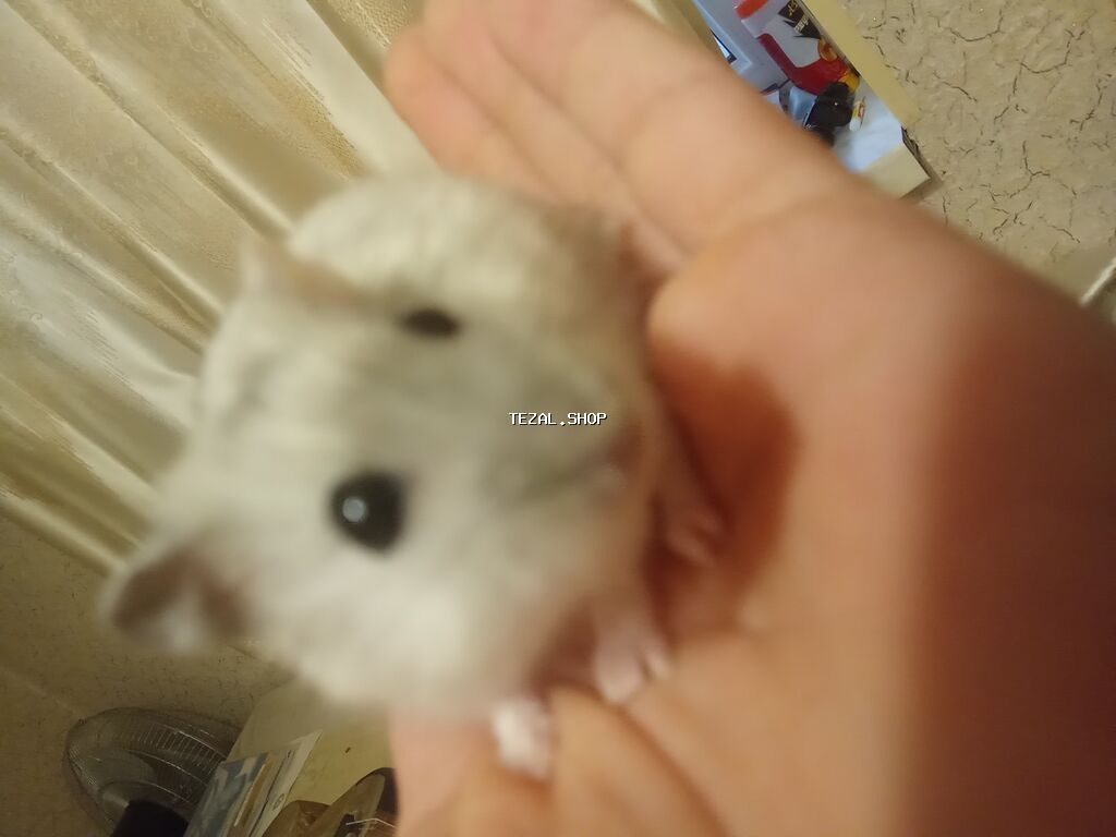 Cücəcik ölçülü, ağ-boz rəngli xəncər gözlü xomyak (cücəlikdən ələ - şəkil 2