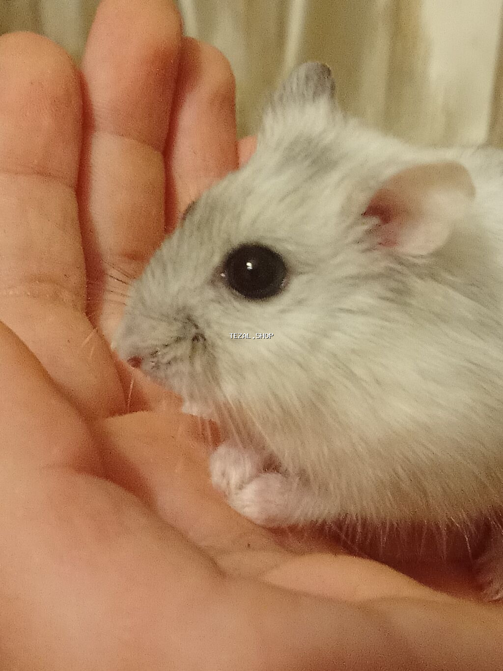 Cücəcik ölçülü, ağ-boz rəngli xəncər gözlü xomyak (cücəlikdən ələ - şəkil 3