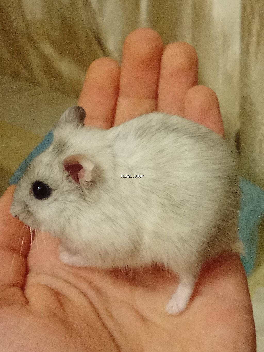 Cücəcik ölçülü, ağ-boz rəngli xəncər gözlü xomyak (cücəlikdən ələ - şəkil 4