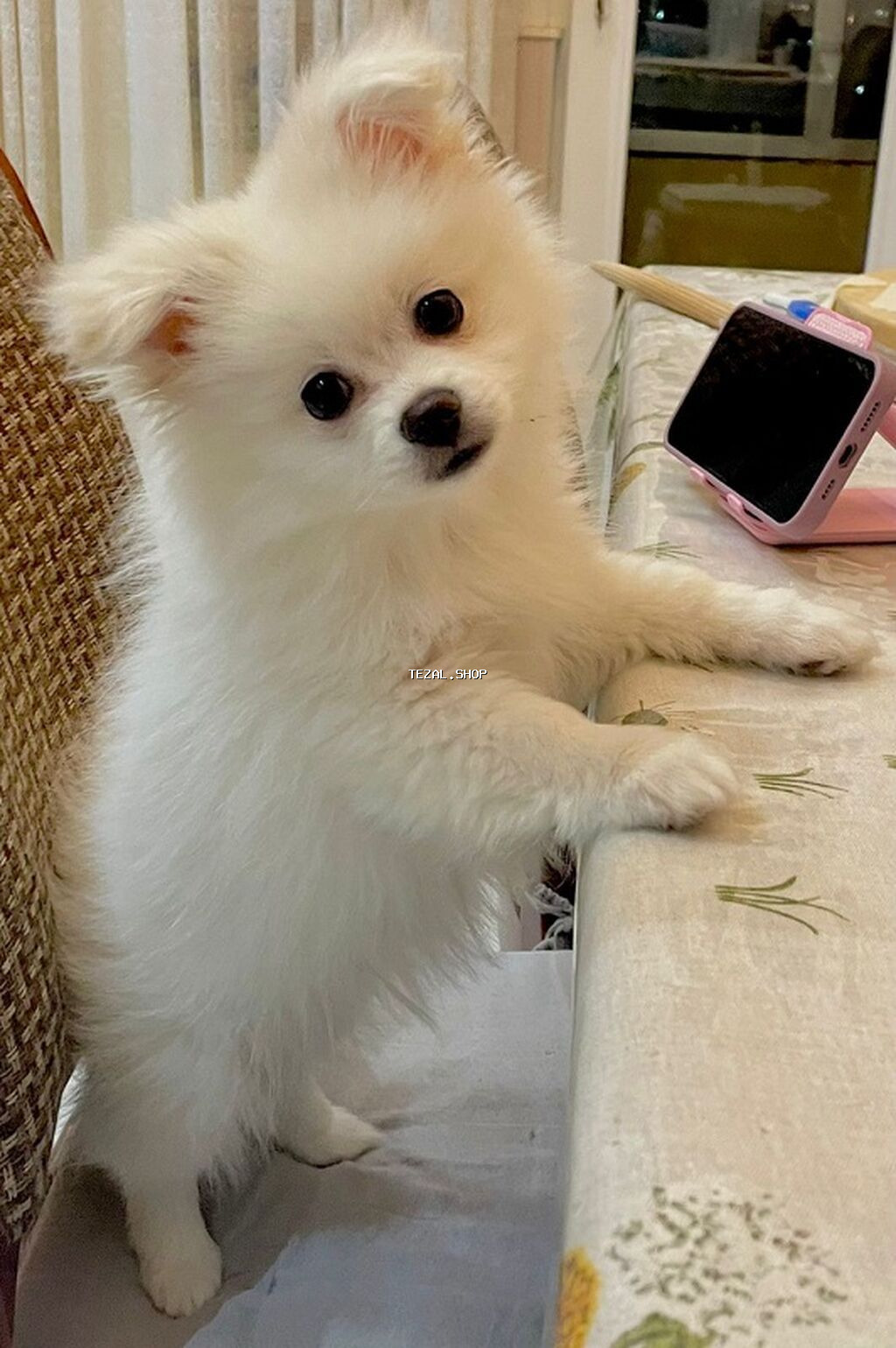 Salam, pomerian şpitz 5 aylıqdır. oynagan,şirin