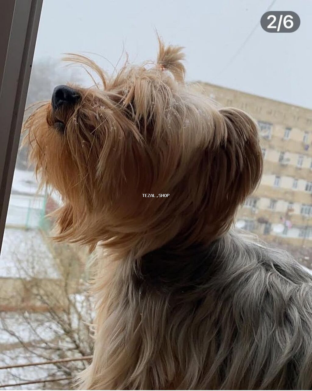 Yorkşir teryer - şəkil 2