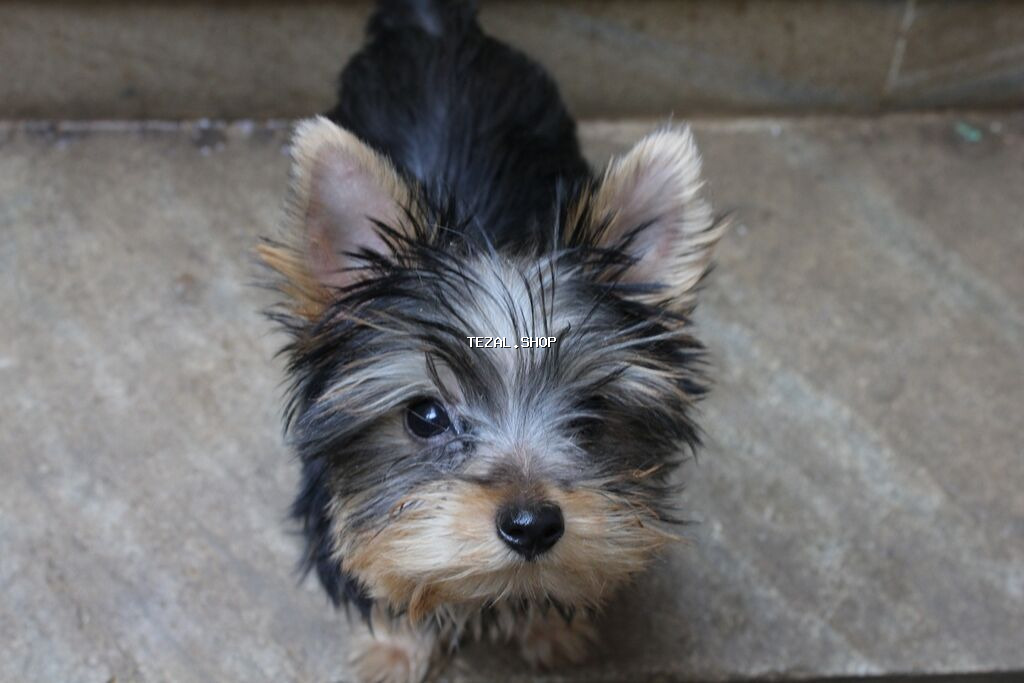 Yorkşir teryer, 6 ay, Erkek