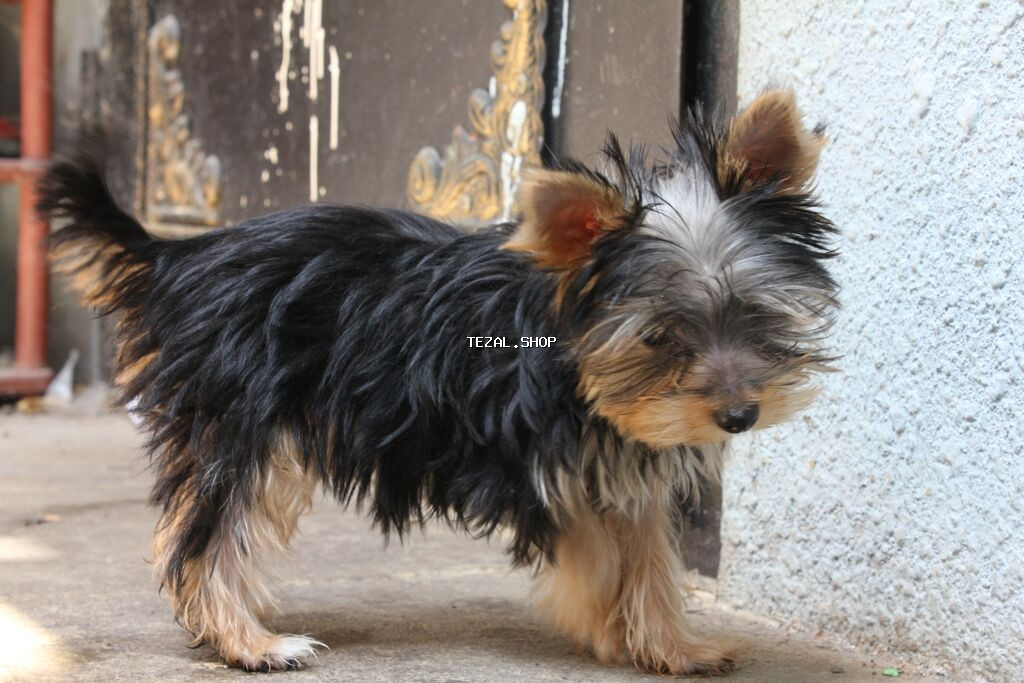 Yorkşir teryer, 6 ay, Erkek - şəkil 2