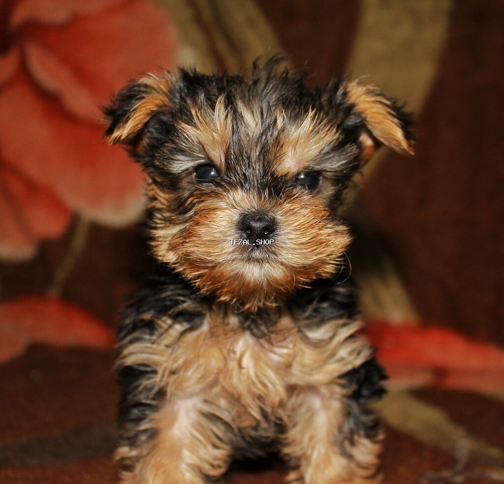 Yorkşir teryer, 6 ay, Erkek - şəkil 3