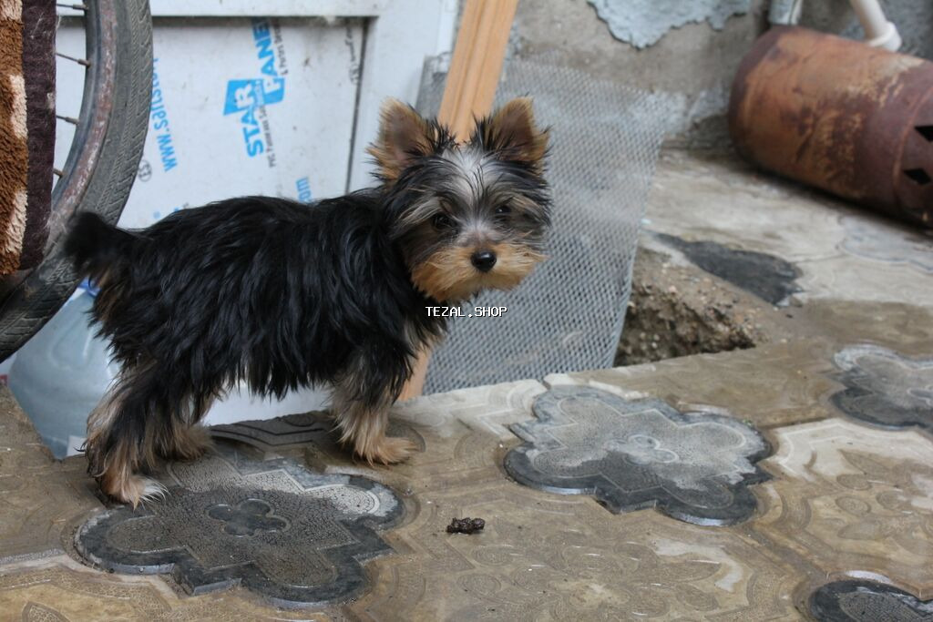 Yorkşir teryer, 6 ay, Erkek - şəkil 4