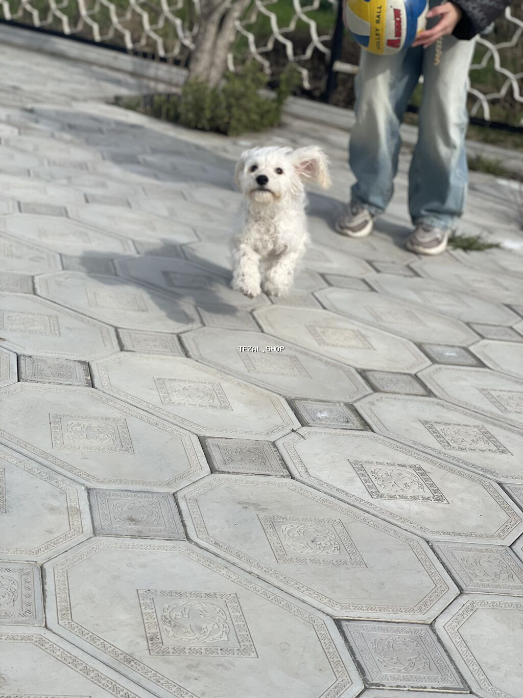 Ag rengli pudel.6 ayliqdi. Erkekdi. Peyvendi olunub - şəkil 2