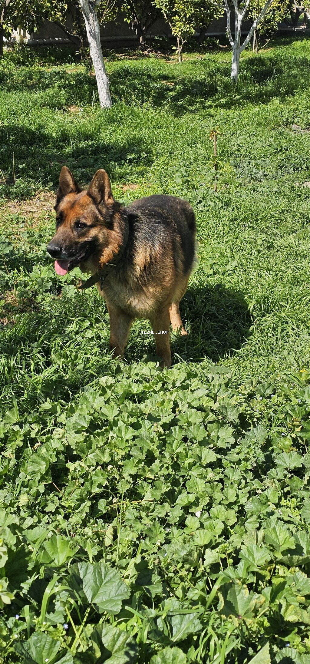 Alman çoban iti, 2 il, Erkek, Peyvəndli
