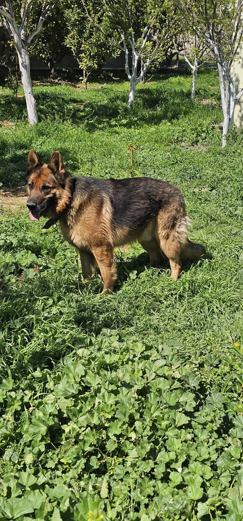 Alman çoban iti, 2 il, Erkek, Peyvəndli - şəkil 2