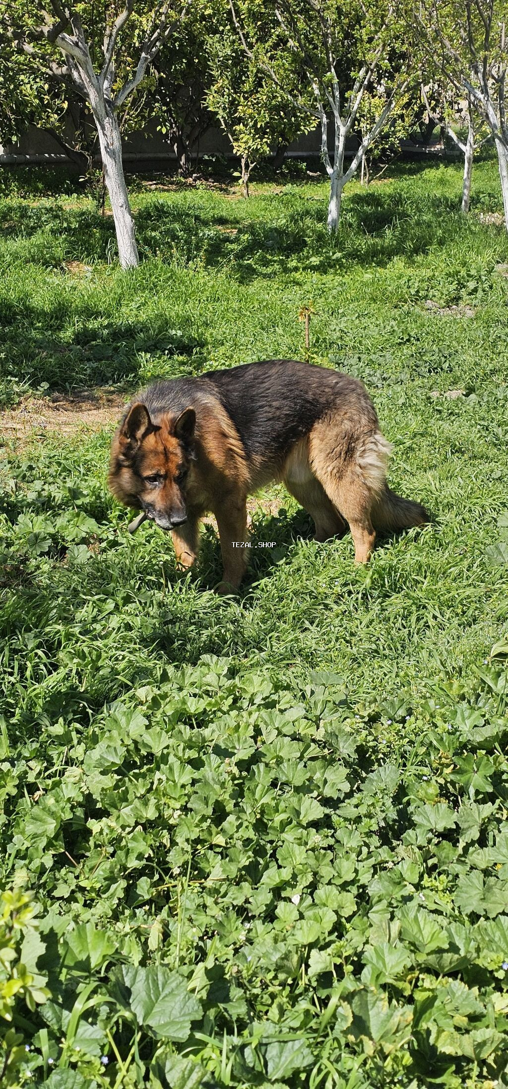 Alman çoban iti, 2 il, Erkek, Peyvəndli - şəkil 3