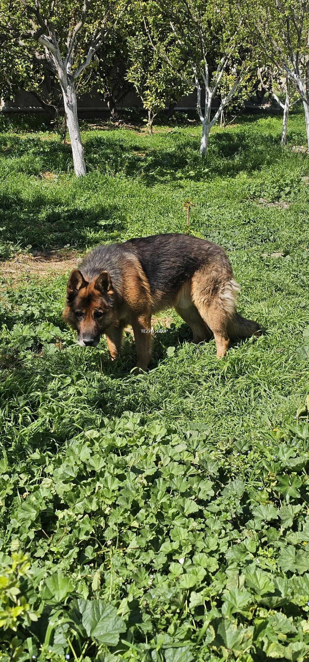 Alman çoban iti, 2 il, Erkek, Peyvəndli - şəkil 4