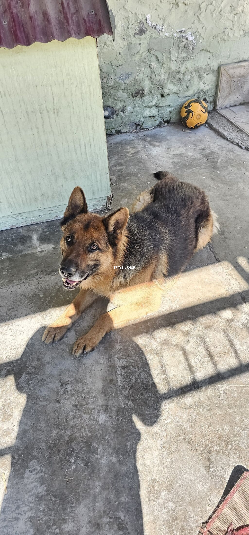 Alman çoban iti, 2 il, Erkek, Peyvəndli - şəkil 5