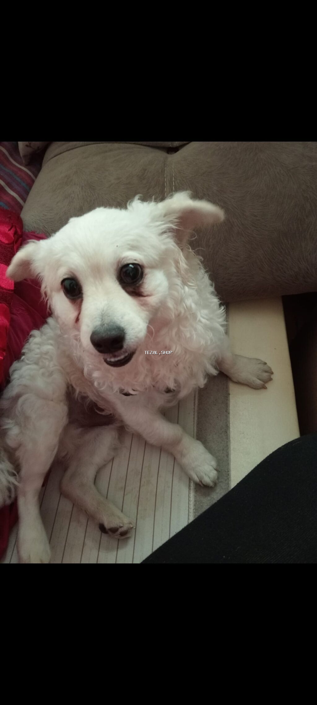 Ağ rəngli kiçik ölçülü it – ev şəraitinə uyğun, mehriban və sakit