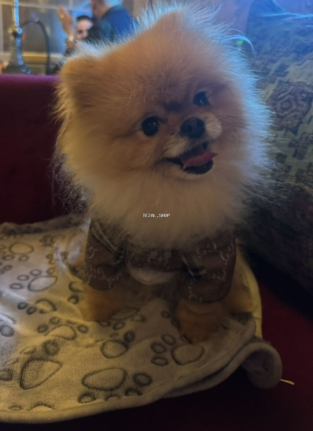 Şpitz, 3 il, Erkek, Cütləşmə üçün