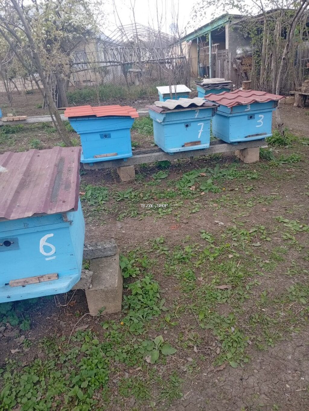 Arı ailəsi və komplekt pətəklər satılır Bakfast və yerli Qafqaz sortu