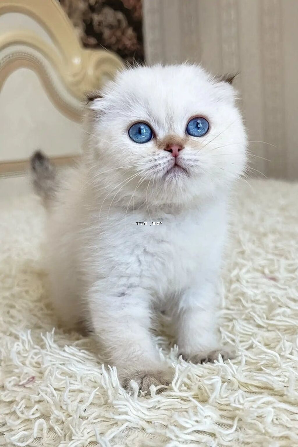 Şotland yastı qulaq, Erkək, Dişi, Yaxşı əllərə, Ünvandan götürmə, Pulsuz çatdırılma, Ödənişli çatdırılma