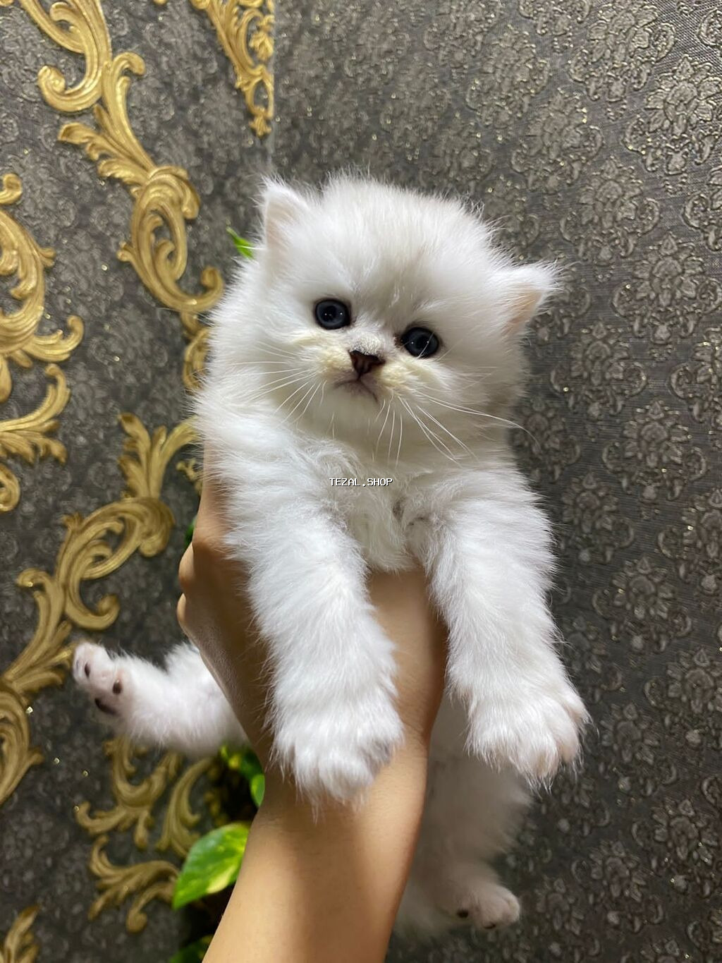 Fars, Erkək, Dişi, Yaxşı əllərə, Ünvandan götürmə, Pulsuz çatdırılma, Ödənişli çatdırılma