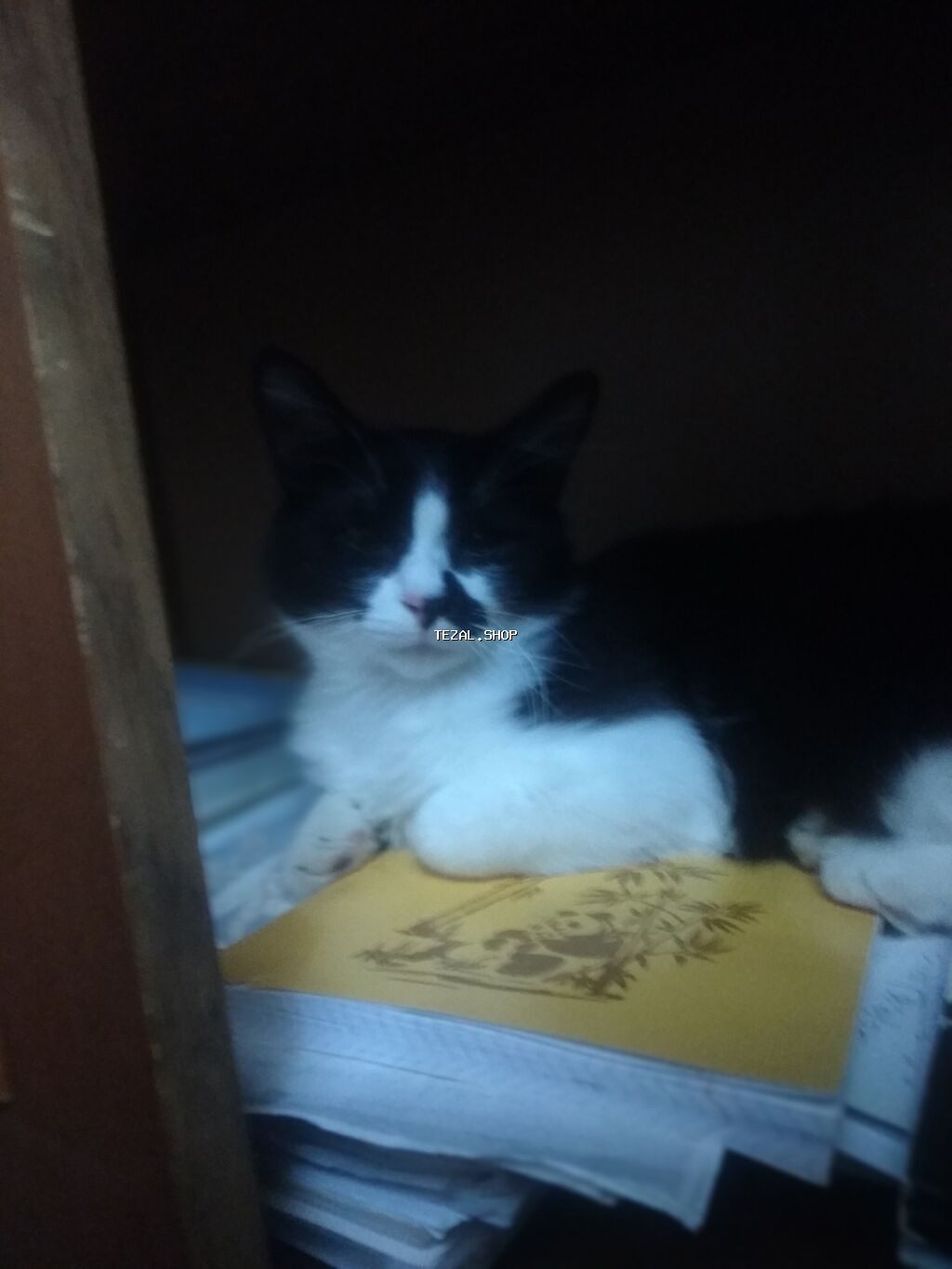 Pişik satılmır qara dağda pişiyim itibdir tapana 10,20₼ pulverəgəm