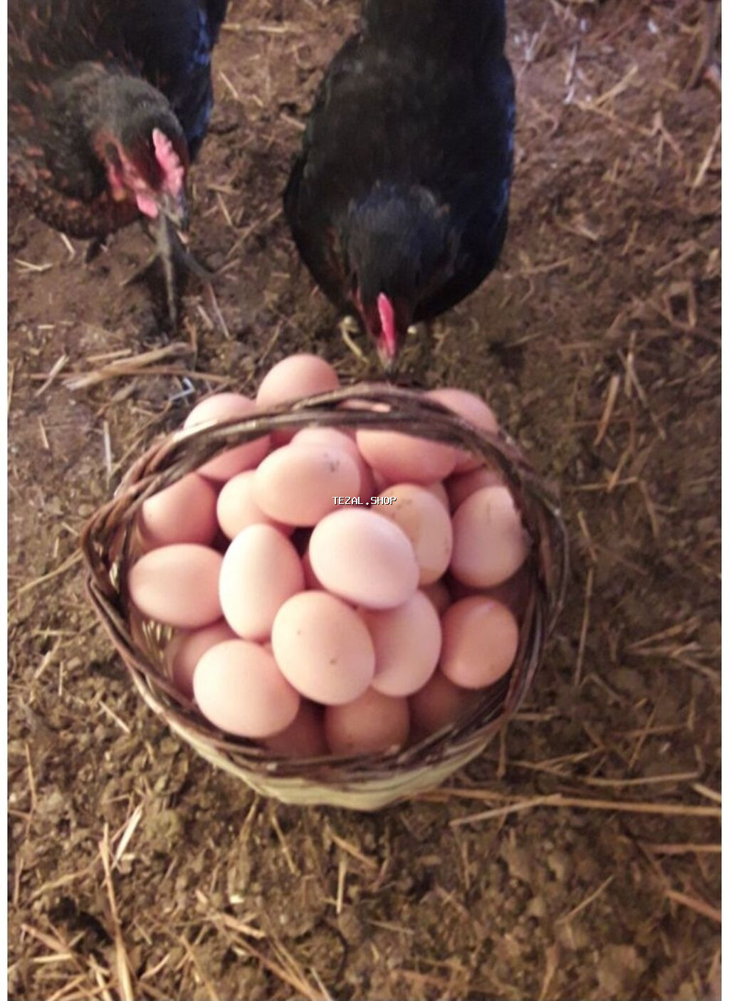 Təbii toyuq yumurtası.Kim istəsə Əlaqə saxlaya bilər Qəşəng sarı