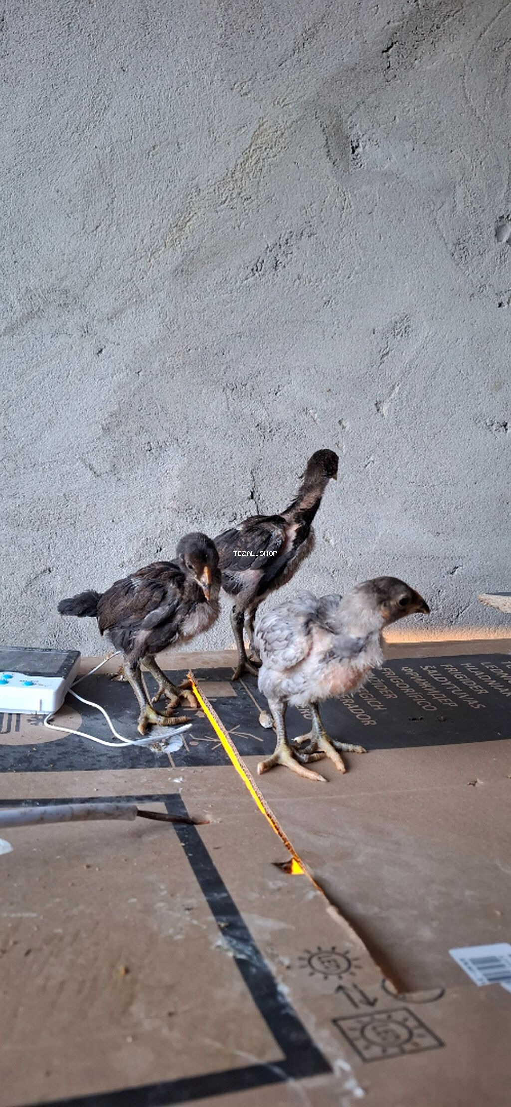 Salam. Yapon və İngilis cinsli, təmiz qan, sağlam heyratı çolpaları