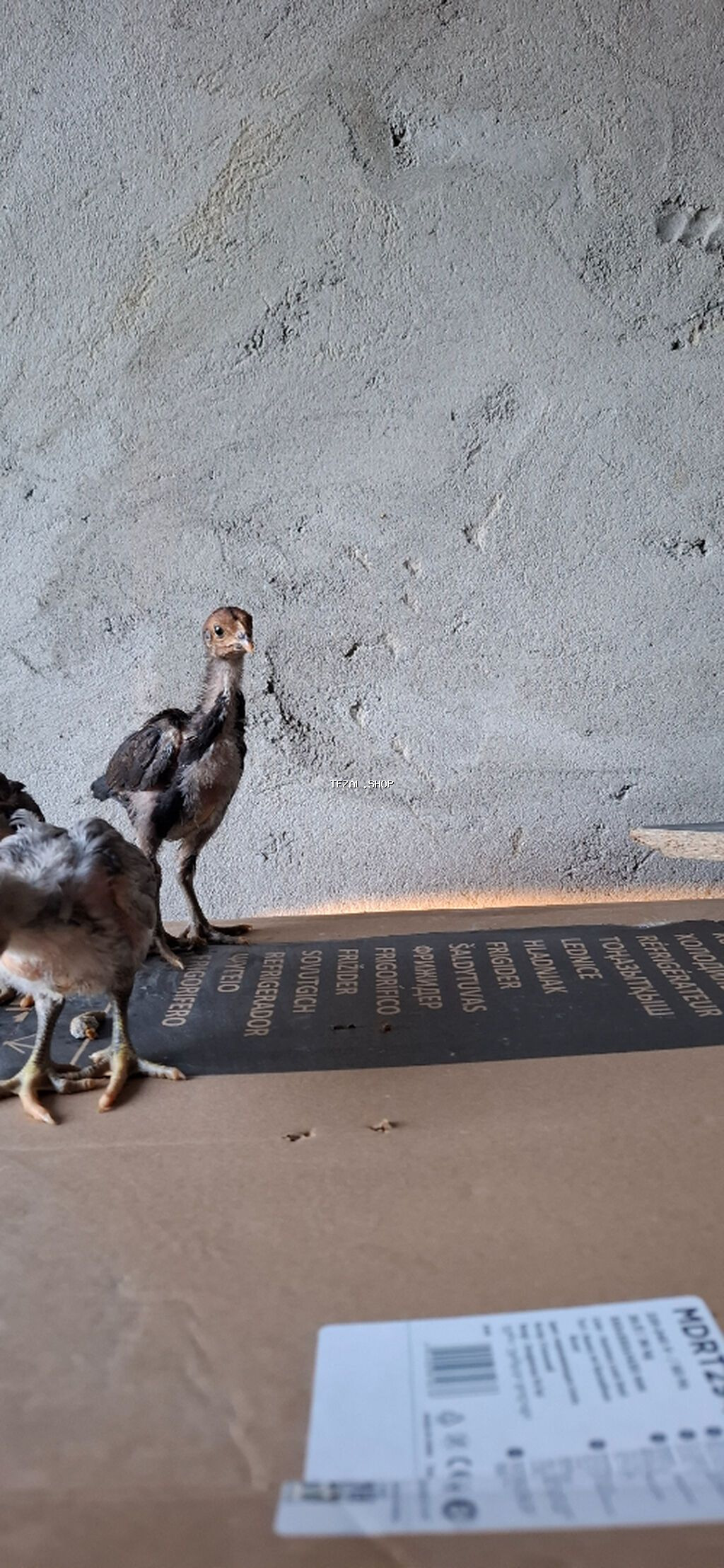 Salam. Yapon və İngilis cinsli, təmiz qan, sağlam heyratı çolpaları - şəkil 3