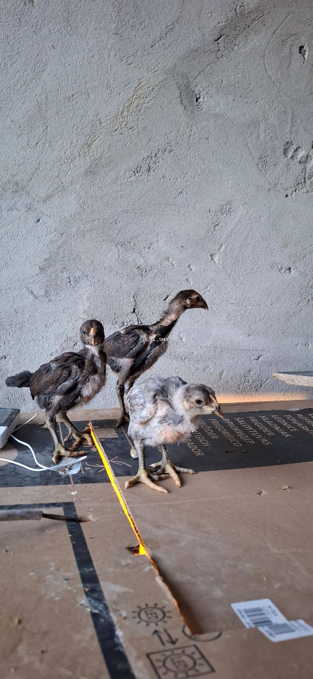 Salam. Yapon və İngilis cinsli, təmiz qan, sağlam heyratı çolpaları - şəkil 4