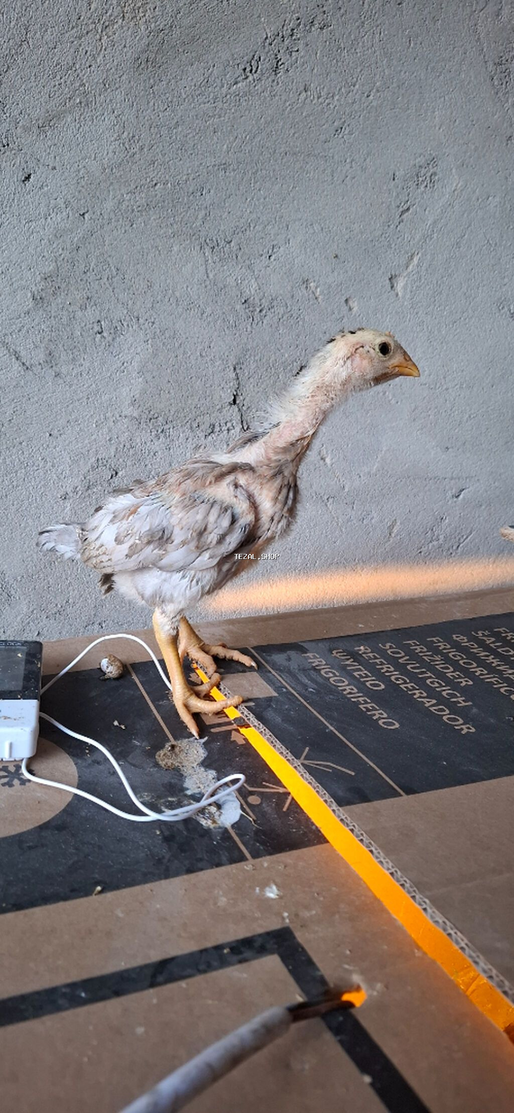 Salam. Yapon və İngilis cinsli, təmiz qan, sağlam heyratı çolpaları - şəkil 5