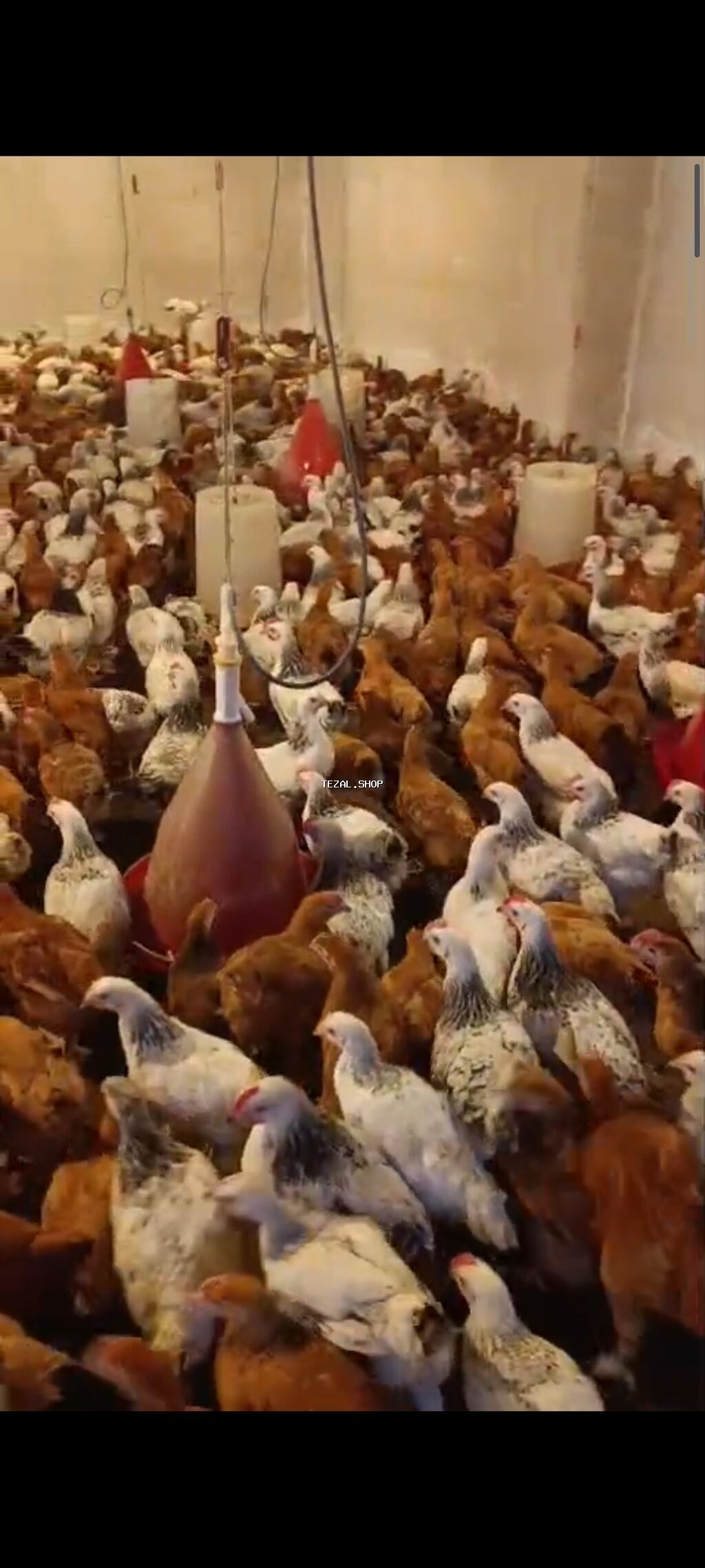 NOVXANİ TAM SAĞLAM 3 AY DAMAZLİQ ✅0️⃣5️⃣5️⃣-7️⃣7️⃣8️⃣-0️⃣9️⃣-8️⃣8️⃣