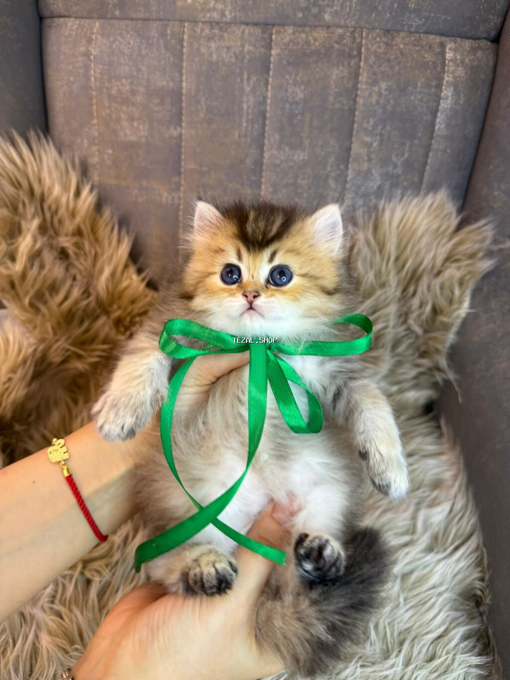 Safqan cins balalar tam sağlam əlavə məlumat üçün wp yazın. Qiymət - şəkil 2