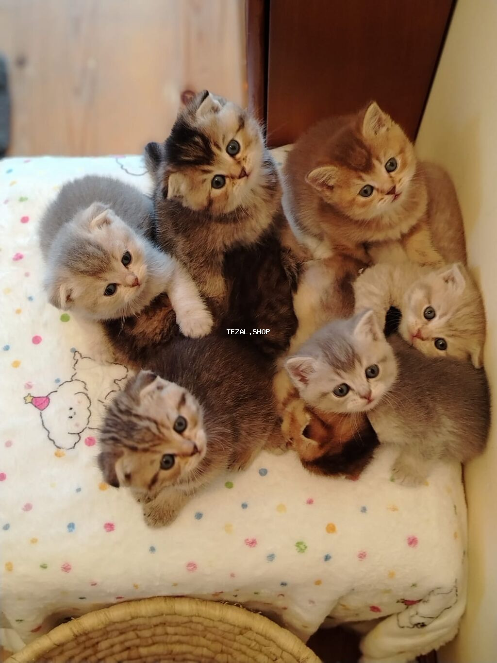 Safqan cins balalar tam sağlam əlavə məlumat üçün wp yazın. Qiymət - şəkil 3