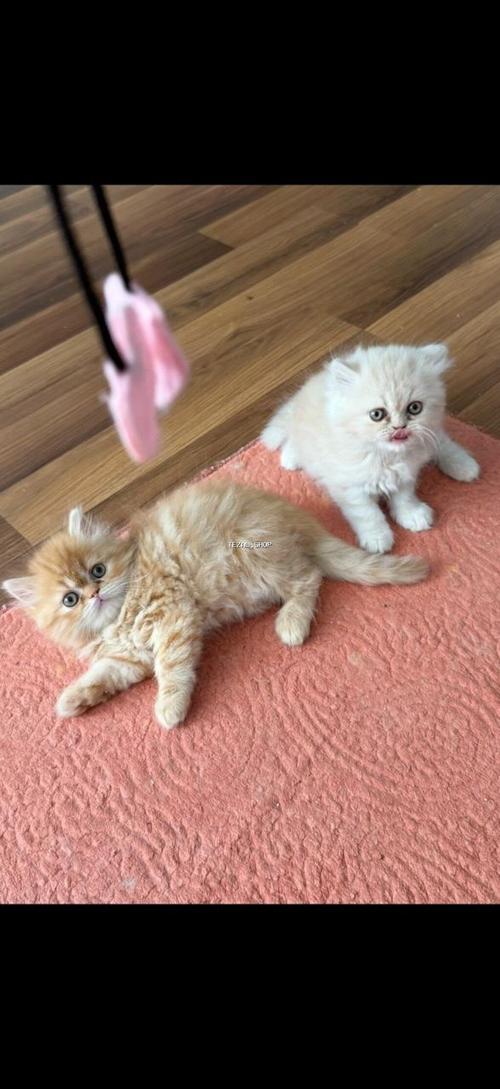 Safqan cins balalar tam sağlam əlavə məlumat üçün wp yazın. Qiymət - şəkil 4