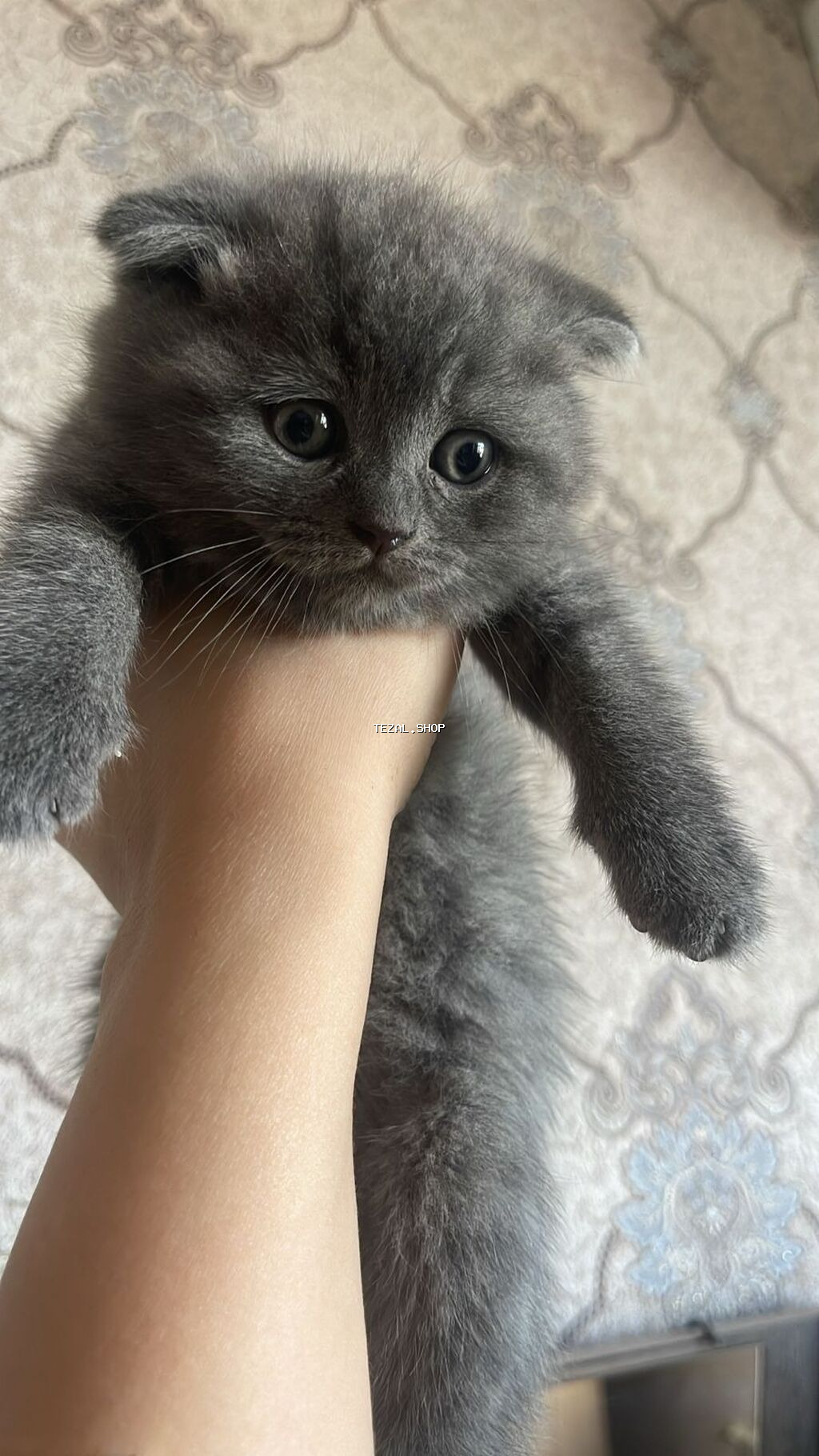 Safqan cins balalar tam sağlam əlavə məlumat üçün wp yazın. Qiymət - şəkil 5