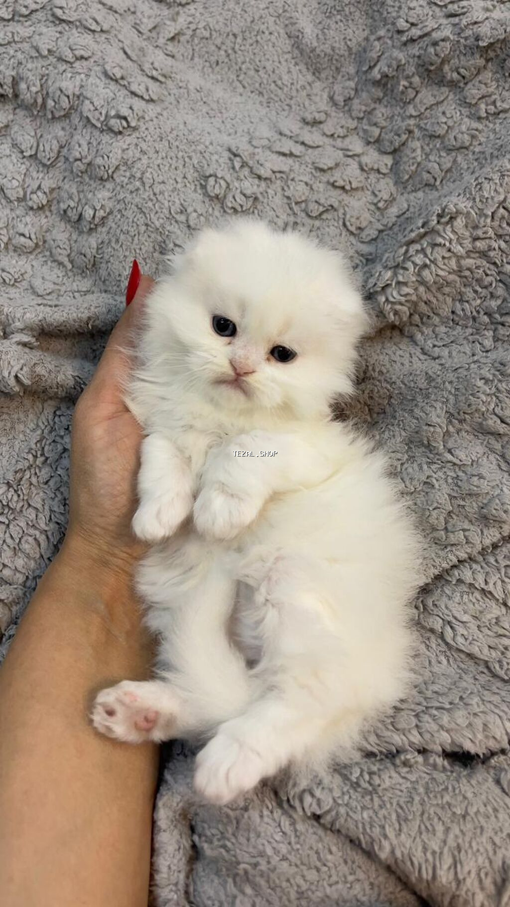 Şotland uzun tüklü - şəkil 2