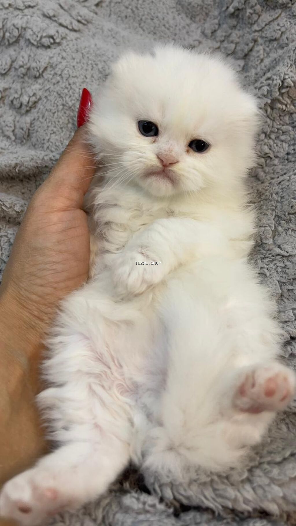 Şotland uzun tüklü - şəkil 3